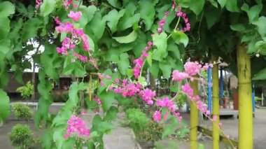 Meksikalı sürüngen ya da antigonon leptosus, mercan sarmaşığı, kraliçe çelengi, Coralita, doğa arka planında arı çalı çiçeği. Grip, periyod ağrıları ve diğer semptomlar için iyidir..
