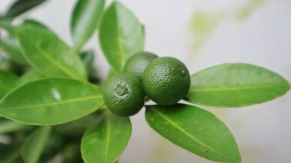 Дереве Висят Три Маленьких Зеленых Апельсина Общеизвестный Citrus Aurantifolia Ключевая — стоковое фото