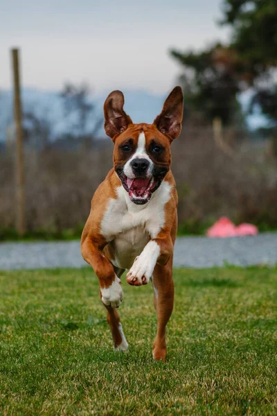 Doğada genç bir boksör köpeği portresi