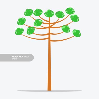 araucaria ağaç tasarımı vektörü düz modern izole illüstrasyon
