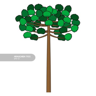 araucaria tree design vector flat modern isolated illustration clipart