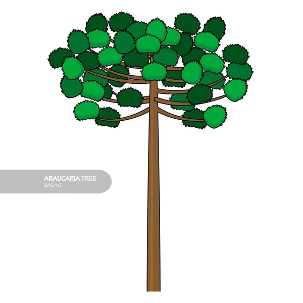 Araucaria Árvore Design Vetor Plana Moderna Ilustração Isolada — Vetor de Stock