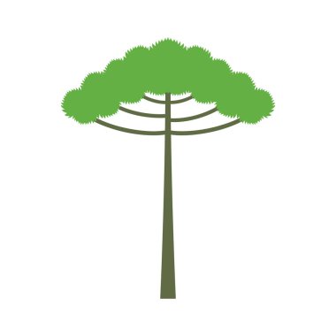 Beyaz arka planda izole edilmiş Araucaria ağacı. araucaria tasarım vektörü düz modern illüstrasyon