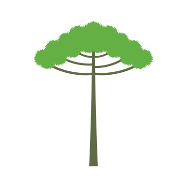 Araucaria tree isolated on white background. araucaria design vector flat modern illustration clipart