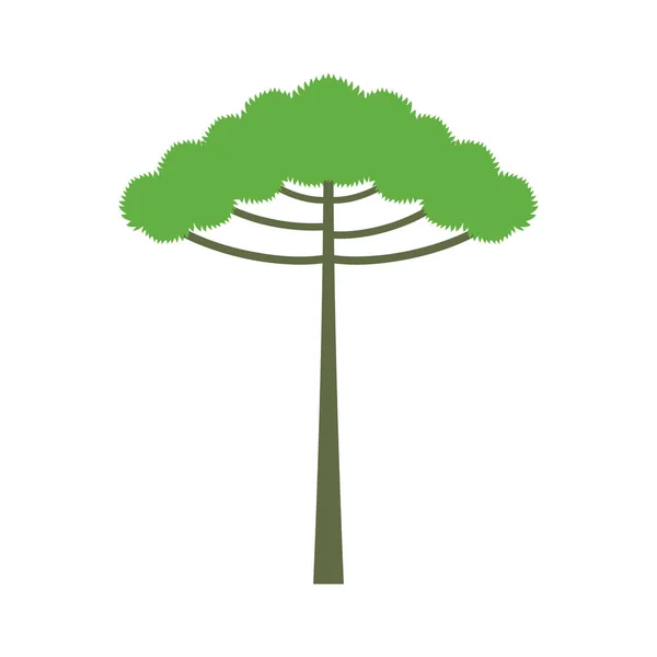 Araucaria Träd Isolerad Vit Bakgrund Araukaria Design Vektor Platt Modern — Stock vektor