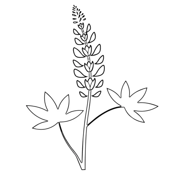 Bluebonnet çiçek tasarımı vektör çizimi