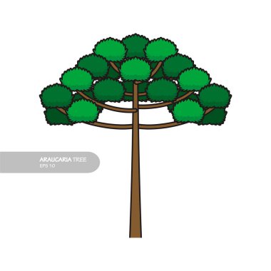 Beyaz arkaplanda izole edilmiş araucaria ağaç tasarım vektörü