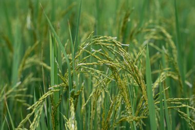 Paddy has grown in vast fields