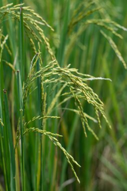 Paddy has grown in vast fields