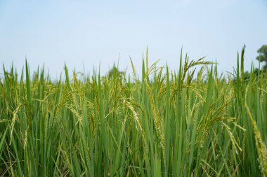 Paddy has grown in vast fields