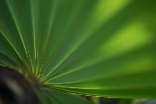 Творческая Картина Пальмовых Листьев — стоковое фото