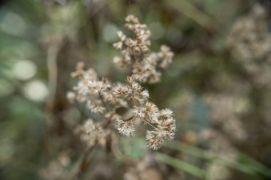 Ormanda bilinmeyen yabani çiçek koleksiyonu 