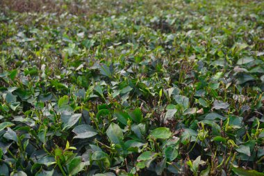 Kuzey Bengal 'de çay ağacı yaprakları 