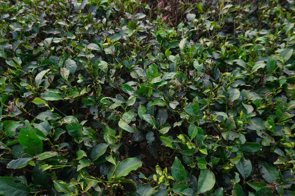 Листья Чайного Дерева Северной Бенгалии — стоковое фото
