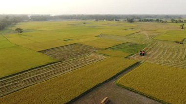 Hint köyü çeltik tarlasının sinema filmi..