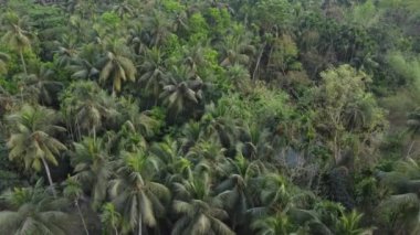 Koyu yeşil ormanın veya ormanın havadan çekilmiş görüntüsü. 