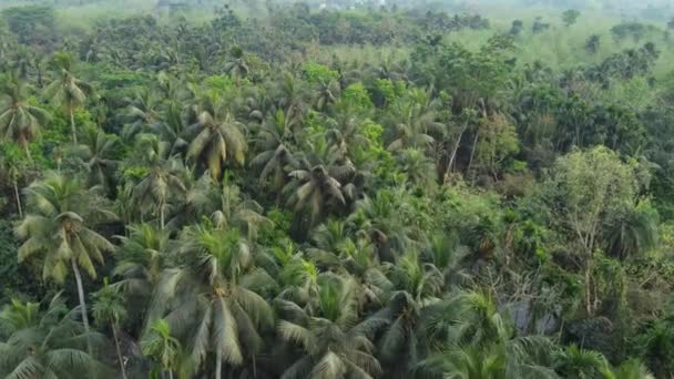 Повітряний Знімок Глибоких Зелених Джунглів Або Лісу — стокове відео