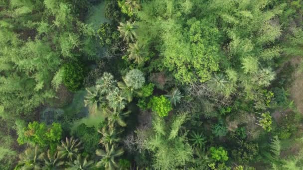 Aerial View Shot Deep Green Jungle Forest — Stock Video