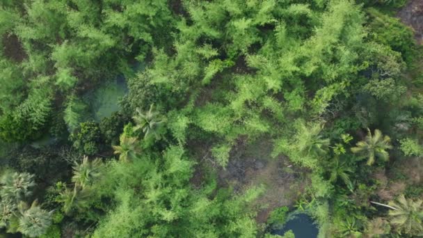 Вид Воздуха Глубокие Зеленые Джунгли Лес — стоковое видео