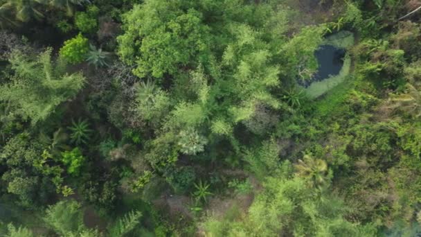 深绿色丛林或森林的空中风景 — 图库视频影像