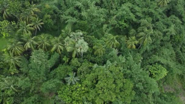 Aerial View Shot Deep Green Jungle Forest — Stock Video