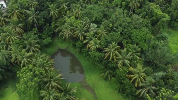 Aerial View Shot Deep Green Jungle Forest — Stock video