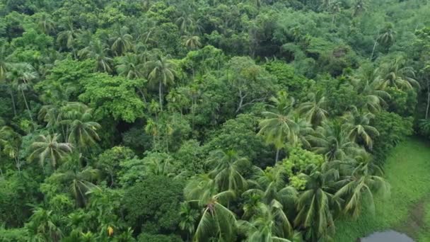 深绿色丛林或森林的空中风景 — 图库视频影像