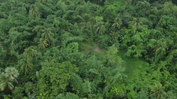 Légi Felvétel Mély Zöld Dzsungelről Vagy Erdőről — Stock videók