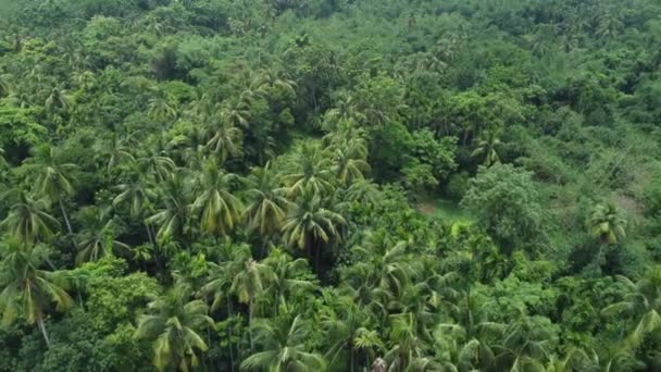 Vista Aérea Selva Verde Profunda Bosque — Vídeo de stock