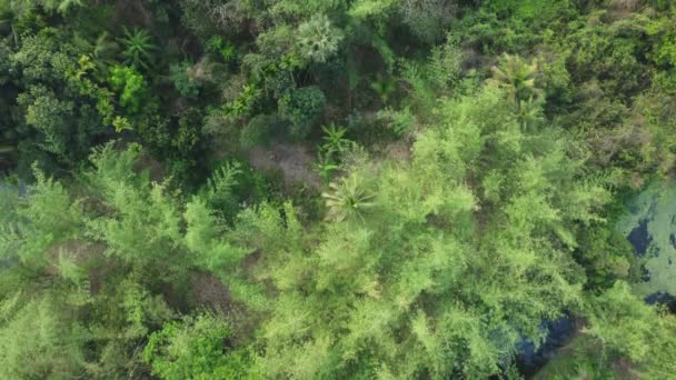 深い緑のジャングルや森の空中ビューショット — ストック動画