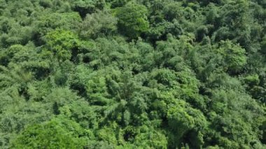 Ormandaki tropikal ormanın havadan görünüşü
