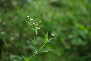 Bahçede beyaz çiçekler