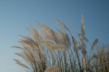 Kash çiçekleri sonbahar gökyüzünde çiçek açıyor. Batı Bengal 'in en büyük festivali Durga puja' nın sembolik çiçeği..