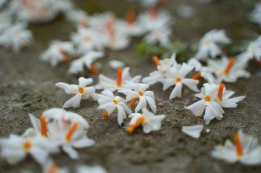 Gece yasemini, Seuli veya Shefali çiçeği, sonbahar mevsiminde saradiya veya Durga Puja festivalinin sembolüdür..