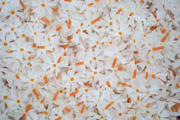 Gece yasemini, Seuli veya Shefali çiçeği, sonbahar mevsiminde saradiya veya Durga Puja festivalinin sembolüdür..