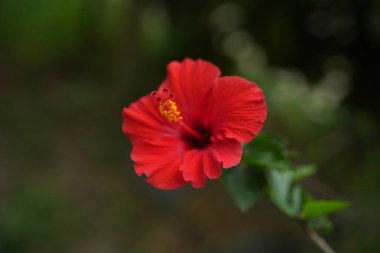 Ağaçta kırmızı porselen güller açtı.