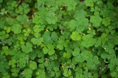 Oxalis corniculata yaprakları. Ortasında sarı bir tomurcuk görülüyor. Bu bitki Changeri in Ayurveda olarak tanımlanmıştır..