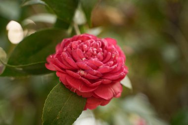 Kamelya japnik çiçeği dağlık alanlarda açar..