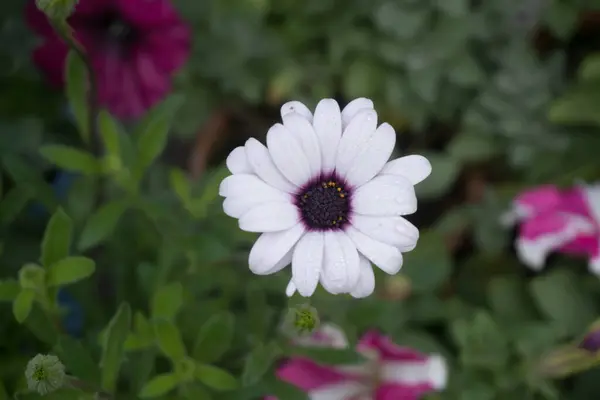 Parkta Dimorphotheca çiçeği açıyor..
