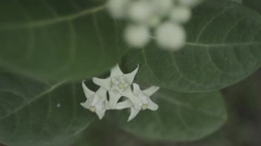 Beyaz Kalotropis dev çay ağacı birçok Ayurvedic ilacının hazırlandığı bir bitkidir..