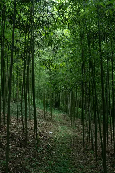 Yol bambu ağaçlarından oluşan bir ormandan geçiyor..