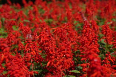 Starlet Saga çiçekleri açtı.