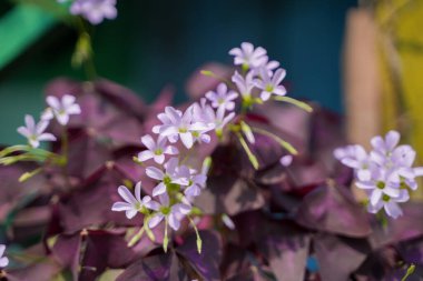 Oxalis triangularis bahçede çiçek açıyor.