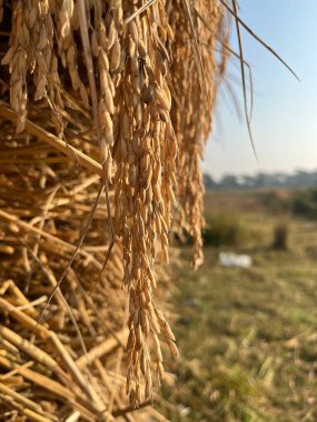 Pirinç dünyadaki çoğu insanın temel gıdasıdır. Pirinç ana ürünleri bundan üretilir..