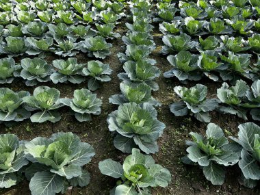 Tarlada lahana var..