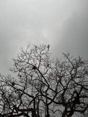 Bir kuş, ölen bir ağaca yuva yapmış ve bağırsakları uçurtmadır..