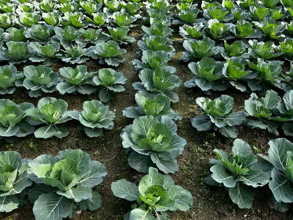 Tarlada lahana var..