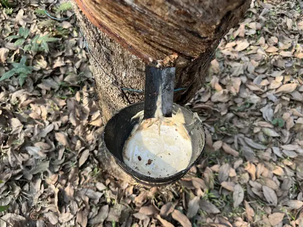 Lastik yapımı malzemeler kauçuk ağaçlarından toplanıyor..