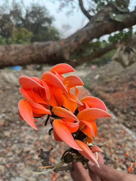 Sonbahar mevsimi Palash çiçekleri solmuş..