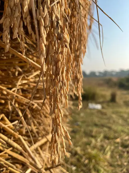 Paddy 'den üretilen pirinç, dünya insanlarının çoğu için temel besin kaynağı..